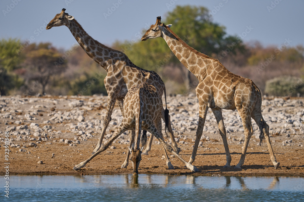 Fototapeta premium Giraffe (Giraffa camelopardalis) drinking at a waterhole in Etosha National Park, Namibia 