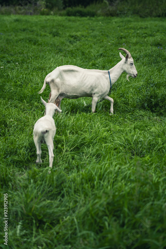 The goat and the kids are lying in the thick, tall, green grass. Baby goats