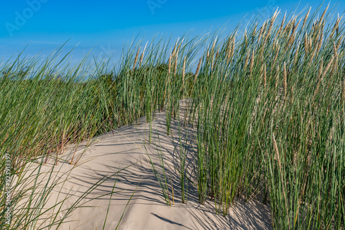 Fototapeta Naklejka Na Ścianę i Meble -  views around Skagen on the north tip of Denmark