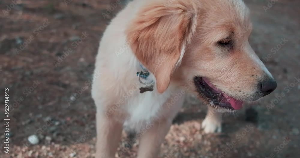 Happy Golden Retriever Puppy in Slow Motion: Playful Moments Happy Golden Retriever Puppy in Slow Motion: Playful Moments