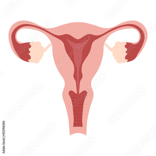 Female reproductive system.  Human anatomy.Uterus and uterine tubes. Vector diagram.Medical science educational illustration