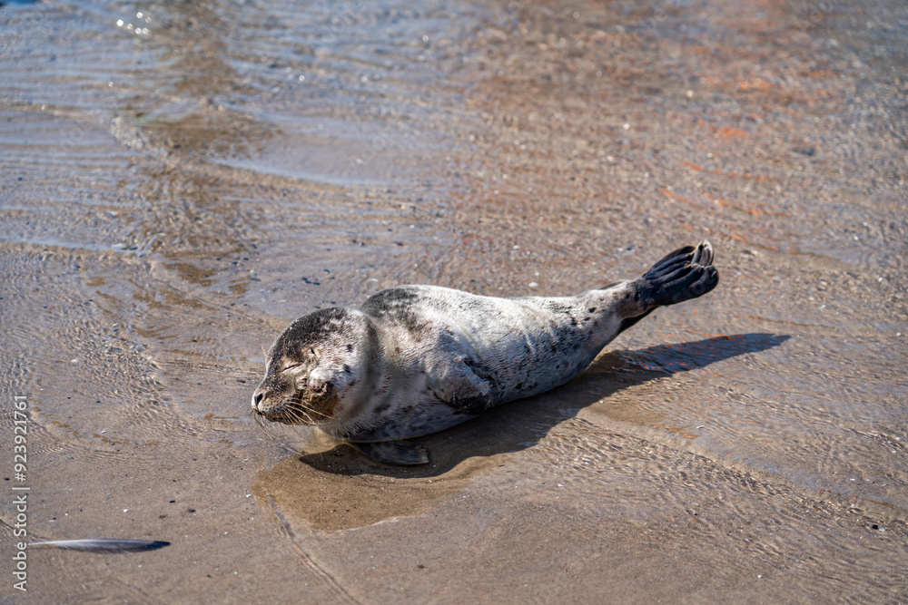 Fototapeta premium views around Grenen/ Skagen on the north tip of Denmark