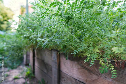 Wallpaper Mural Chickpea plant growing in raised bed Torontodigital.ca