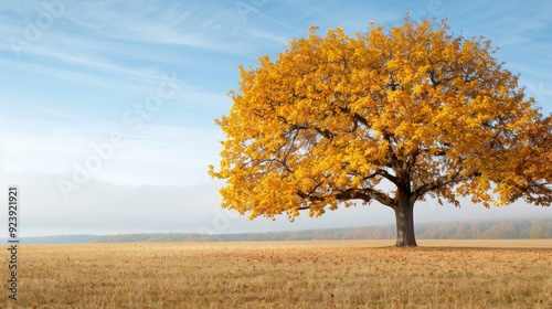 A large tree with yellow leaves stands in a field