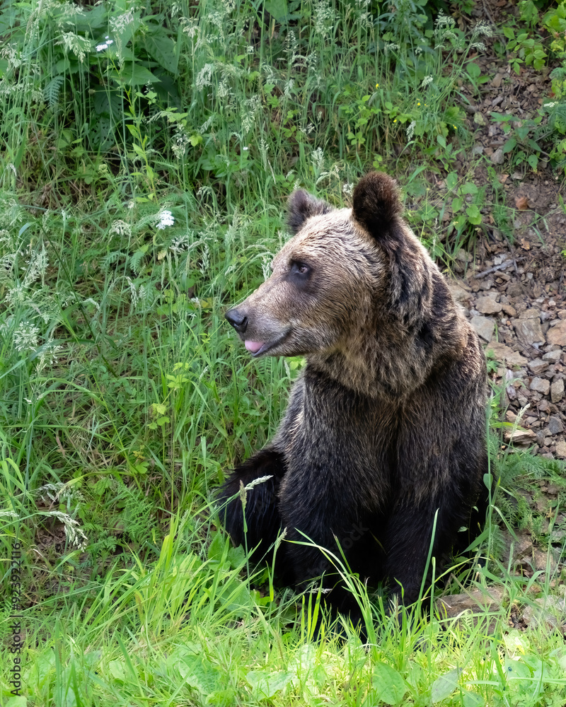 Brown bear, Ursus arctos, in Carpathian Mountains of Romania Brown bear, Ursus arctos, in Carpathian Mountains of Romania