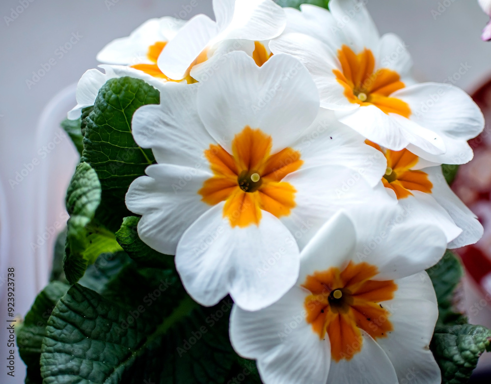 Obraz premium fresh delicate white primrose in a pot on the windowsill