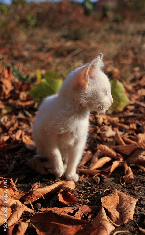 Kitten with blue eyes in the autumn Kitten with blue eyes in the autumn