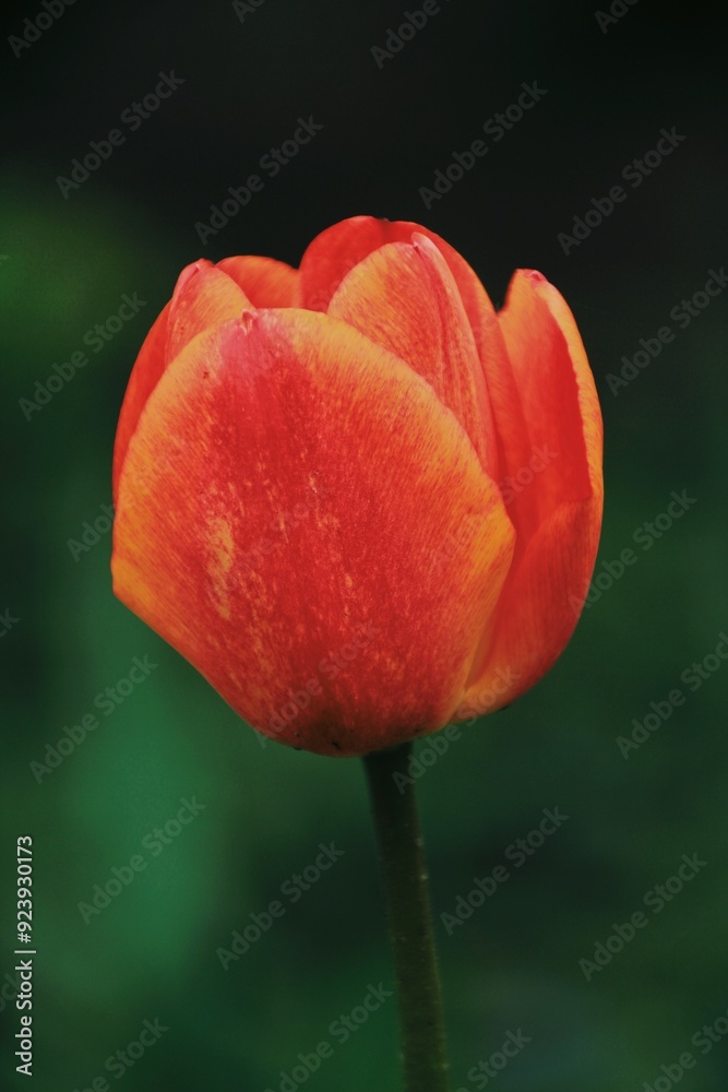 red orange tulip on black green background red orange tulip on black green background