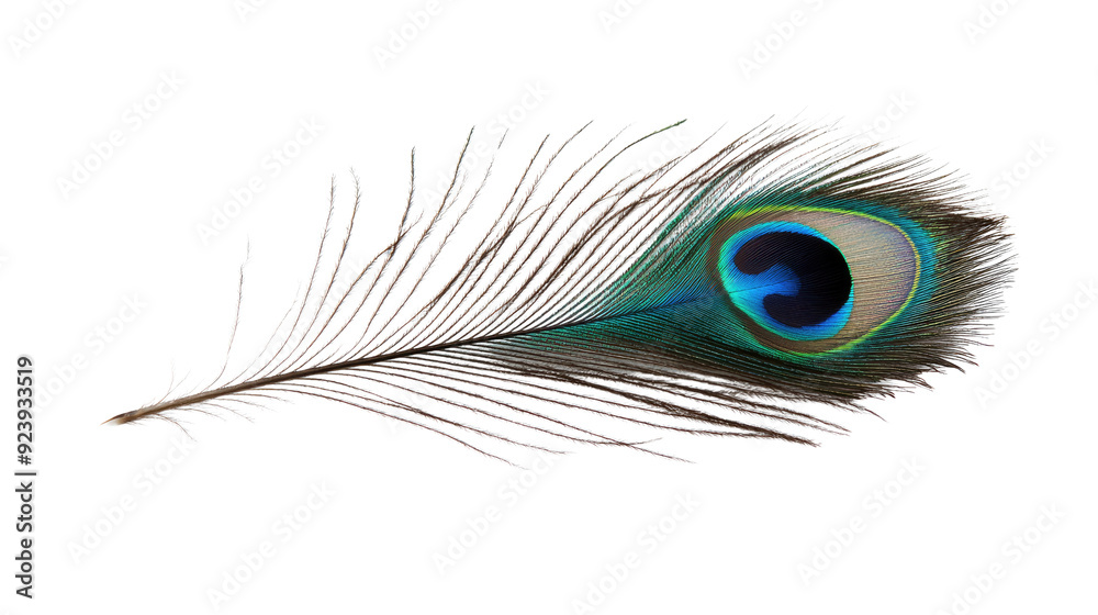 Obraz premium Peacock feather transparent background