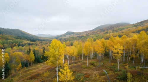 A field of yellow trees with a blue sky in the background