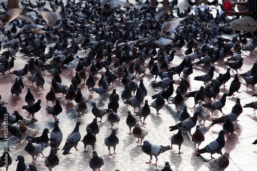 palomas en la ciudad 