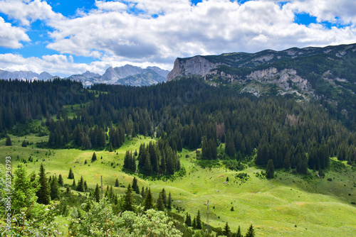 Green valley, pine trees and impressive mountain landscape under blue sky with clouds. Durmitor National Park natural beauty, discover Montenegro, explore the Balkans, travel Europe
