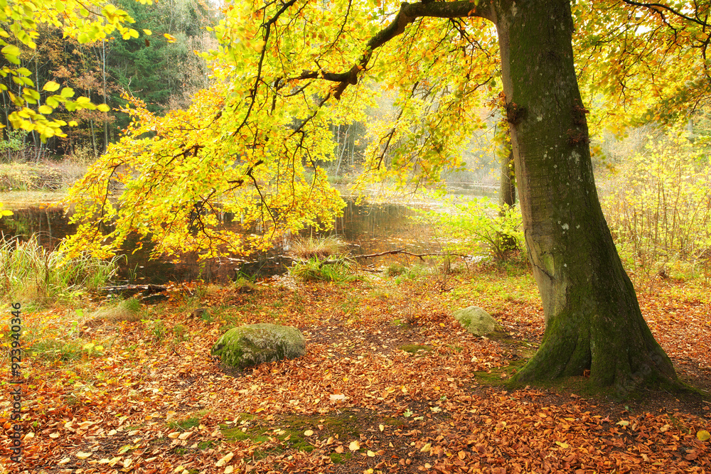Forest, woods and autumn with ecology in park or garden, nature and landscape with environment outdoor. Plants, shrub and season with scenic view, foliage and leaves with trees and background Forest, woods and autumn with ecology in park or garden, nature and landscape with environment outdoor. Plants, shrub and season with scenic view, foliage and leaves with trees and background