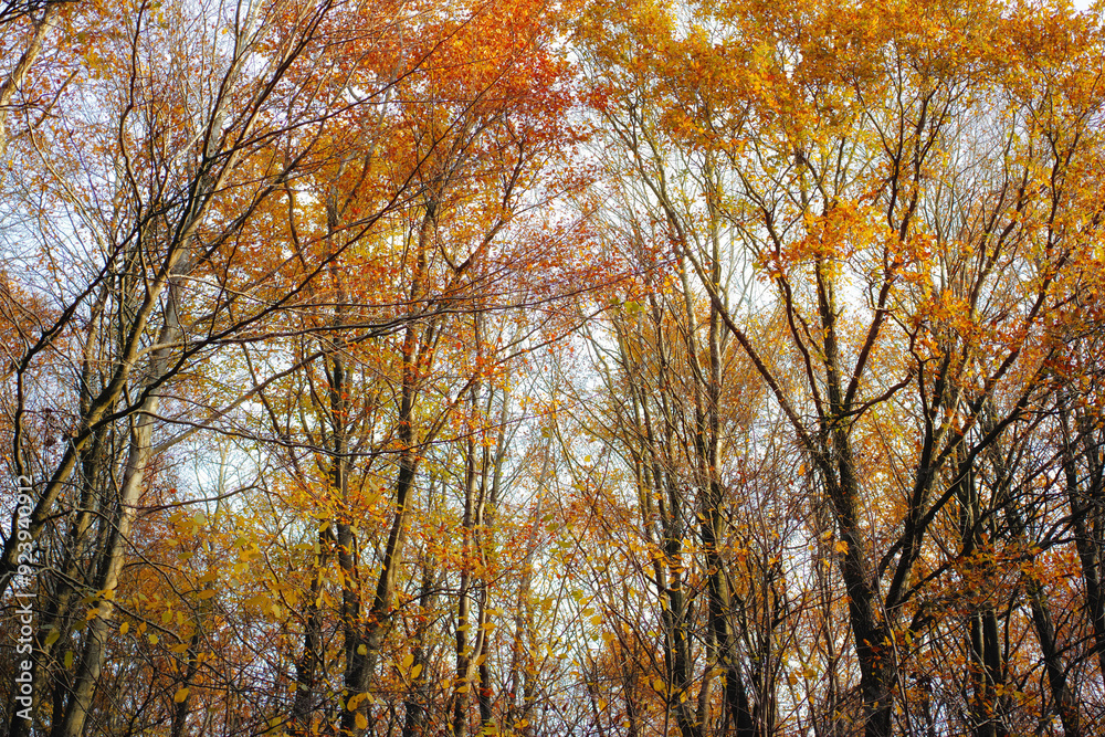 Autumn, leaves and sunshine with trees in woods for eco friendly, environment or outdoor season. Wallpaper, low angle and colorful plants at countryside for Earth, sustainability or forest in Germany