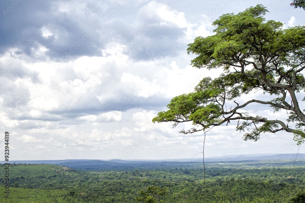 Fototapeta premium tree on a hill Angola Africa