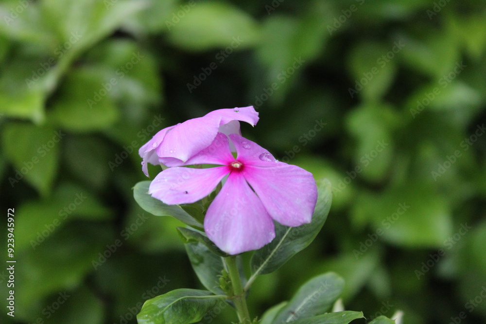 beautiful nature colorful photography. nature click beautiful nature colorful photography. nature click