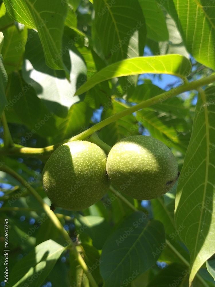 green walnuts on tree green walnuts on tree