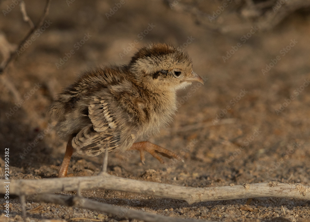 Grey francolin chick running at Hamala, Bahrain Grey francolin chick running at Hamala, Bahrain