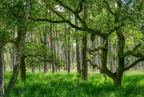 Bäume im Morgenlicht im Diersfordter Forst bei Wesel photo