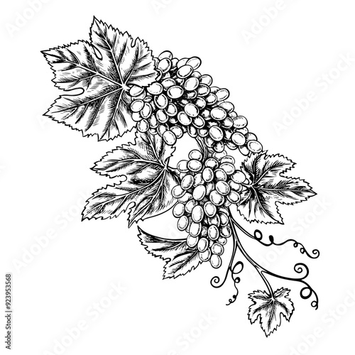 A vine with clusters of grapes. Vector graphics, black and white hand-drawn illustration. Isolate on a white background. A design element for packages and labels. For banners and posters.