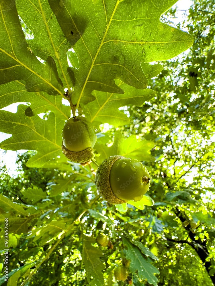 Obraz premium A vibrant close-up shot of fresh green acorns hanging from an oak tree branch, covered in dewdrops and illuminated by the morning sunlight. The detailed view of the acorns and the lush green leaves