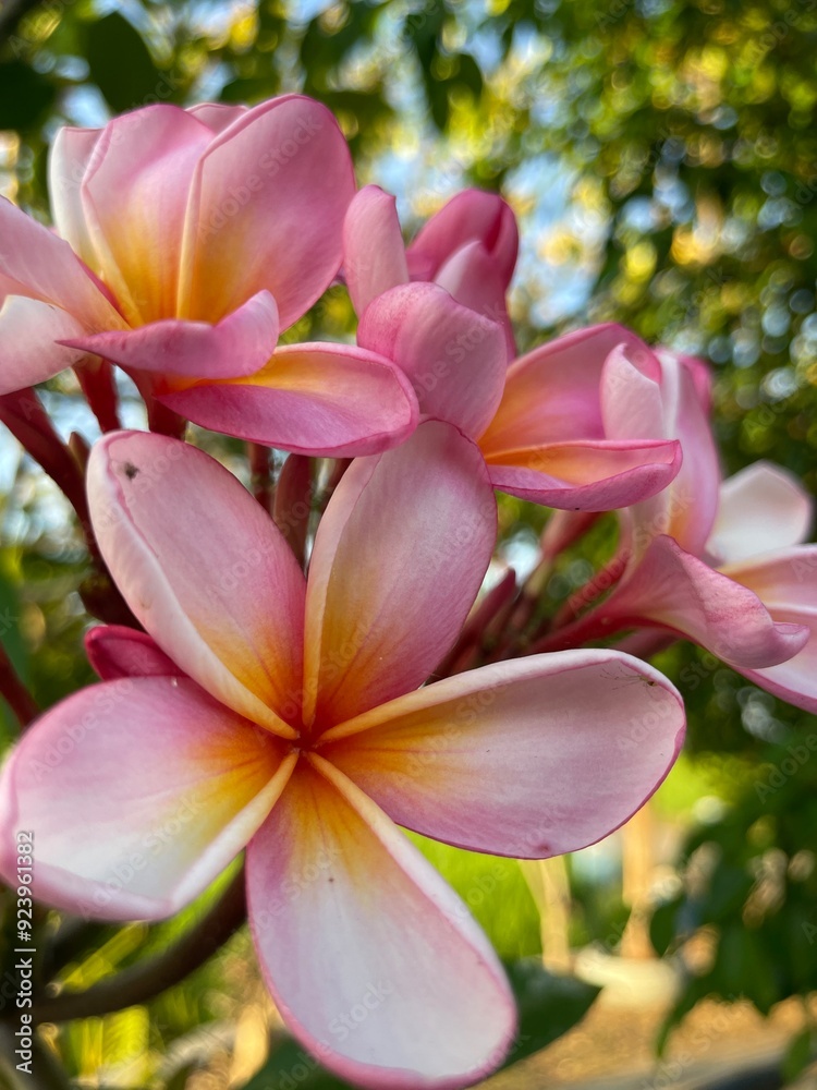 Fototapeta premium White mix yellow of plumeria flowers that are blooming in the backyard.