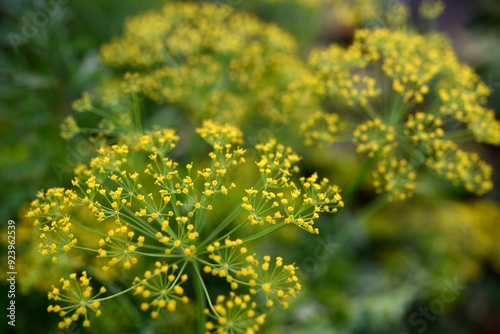 Yellow dill flowers. Anethum graveolens flower umbrella.