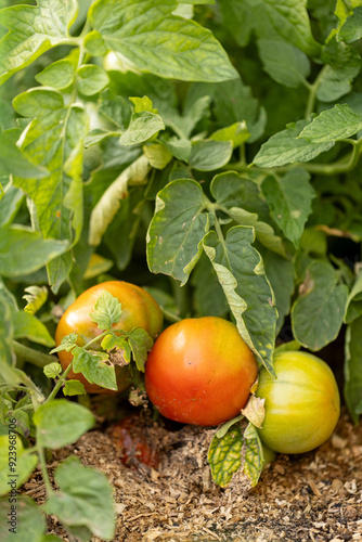 Ripening tomatoes on a branch, a green bed on a farm
