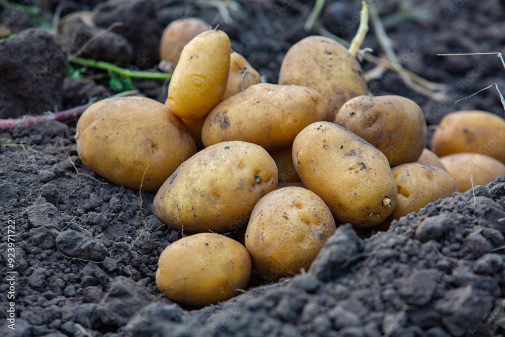Potatoes in the soil. Harvesting potatoes in the field. Potatoes in the soil. Harvesting potatoes in the field.