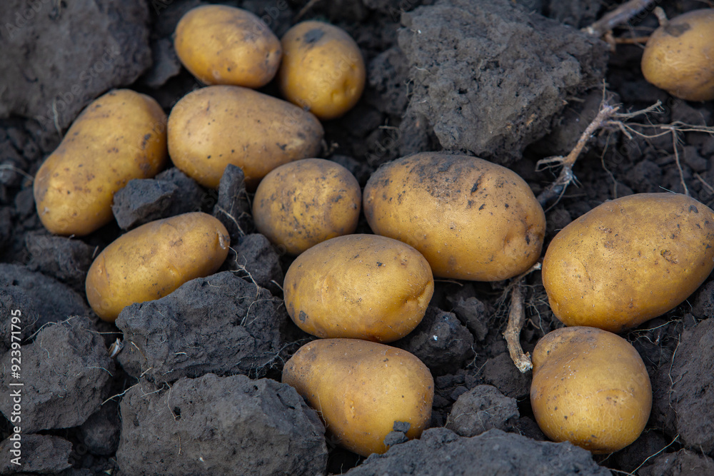 Potatoes in the soil. Harvesting potatoes in the field.
