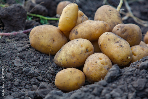 Potatoes in the soil. Harvesting potatoes in the field.