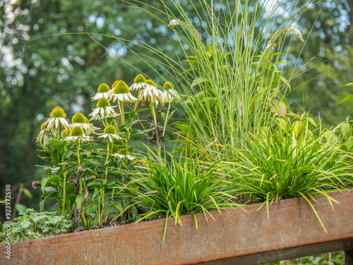 sommer im münsterland photo