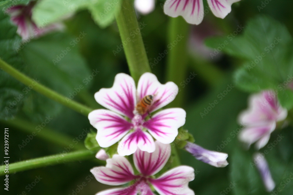 Fototapeta premium fiori e api