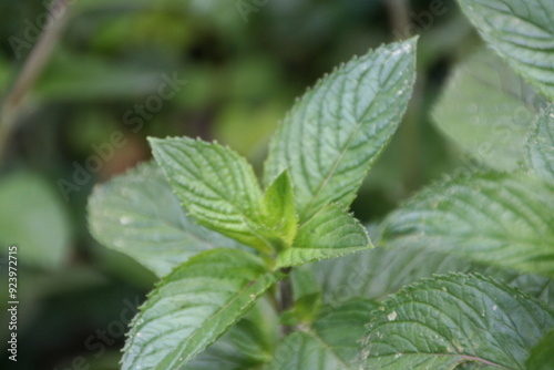 menta fresca