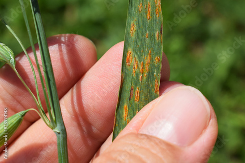 Rust on an oat leaf photo