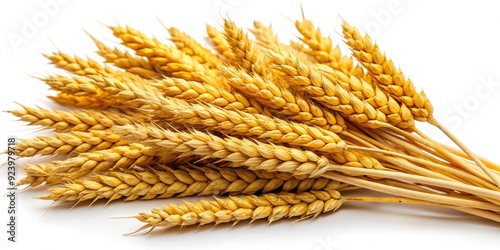 Golden Wheat Ears Close-Up, Macro Photography of Wheat Spikes, Grain Harvest, Wheat, Harvest, Agriculture, Food