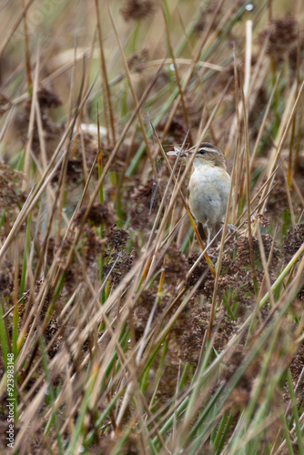 Sedge Warbler (Acrocephalus schoenobaenus) in Turvey Nature Reserve, Dublin, Ireland – Commonly found in wetlands across Europe photo