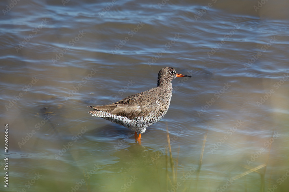 Redshank (Tringa totanus) off the coast of Clontarf, Dublin, Ireland – Commonly found in wetlands across Europe and Asia. Redshank (Tringa totanus) off the coast of Clontarf, Dublin, Ireland – Commonly found in wetlands across Europe and Asia.