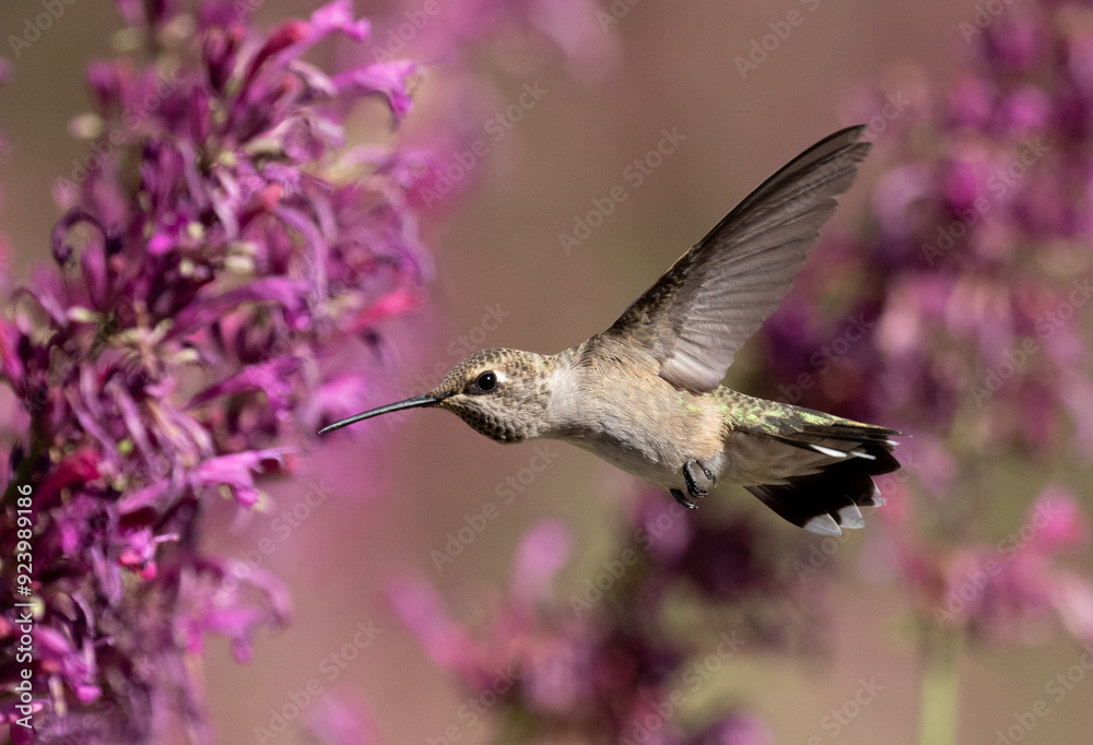 Naklejka premium hummingbird feeding on flowers
