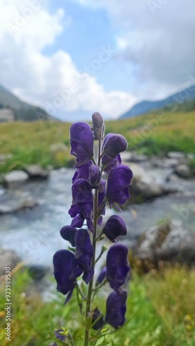 fiore viola