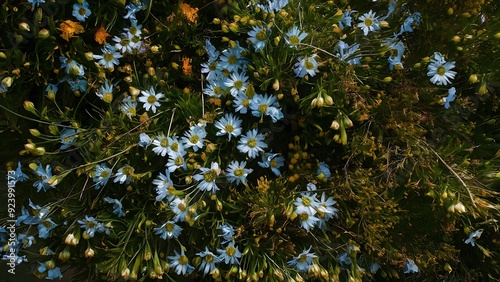 Beautiful Flower Garden