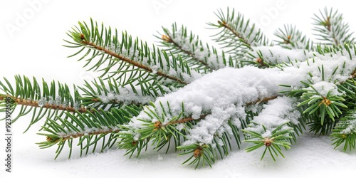 Snow-Covered Pine Branch Isolated on White Background, Christmas, winter, nature, evergreen