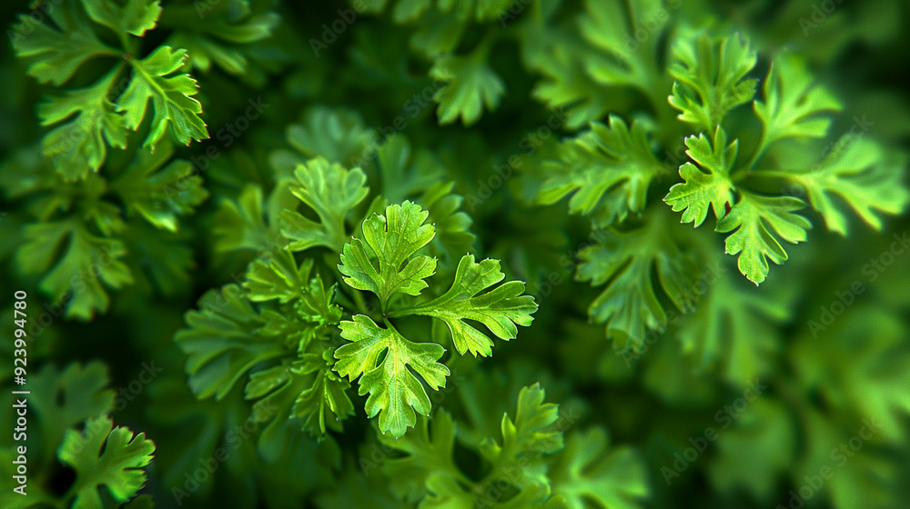 Lush green herb parsley leaves spread out, highlighting intricate details and vibrant colors in natural light Lush green herb parsley leaves spread out, highlighting intricate details and vibrant colors in natural light