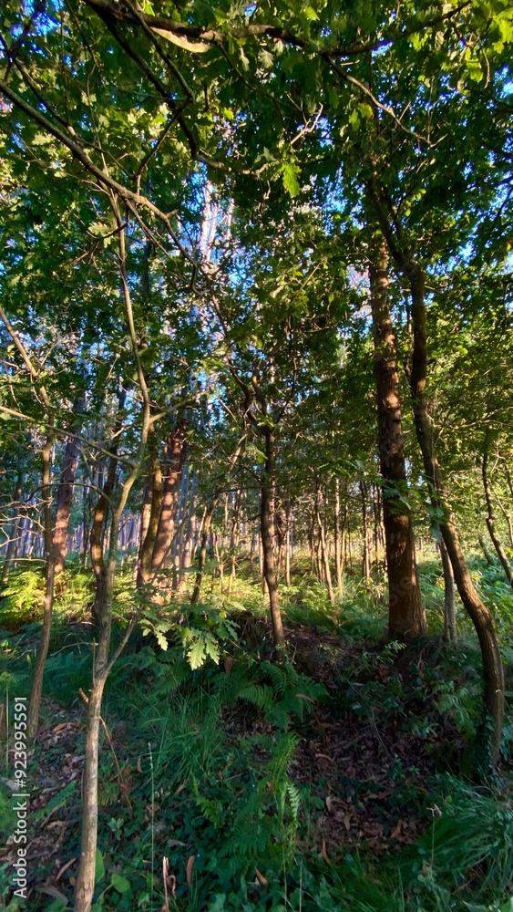 A vibrant forest scene with tall trees and lush green foliage, bathed in warm sunlight filtering through the canopy A vibrant forest scene with tall trees and lush green foliage, bathed in warm sunlight filtering through the canopy