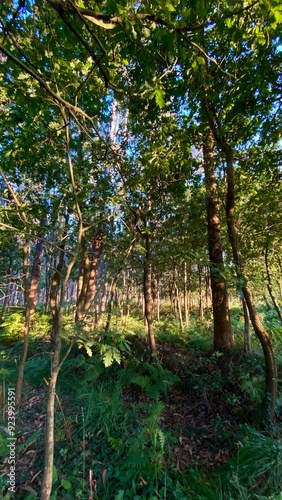 A vibrant forest scene with tall trees and lush green foliage, bathed in warm sunlight filtering through the canopy