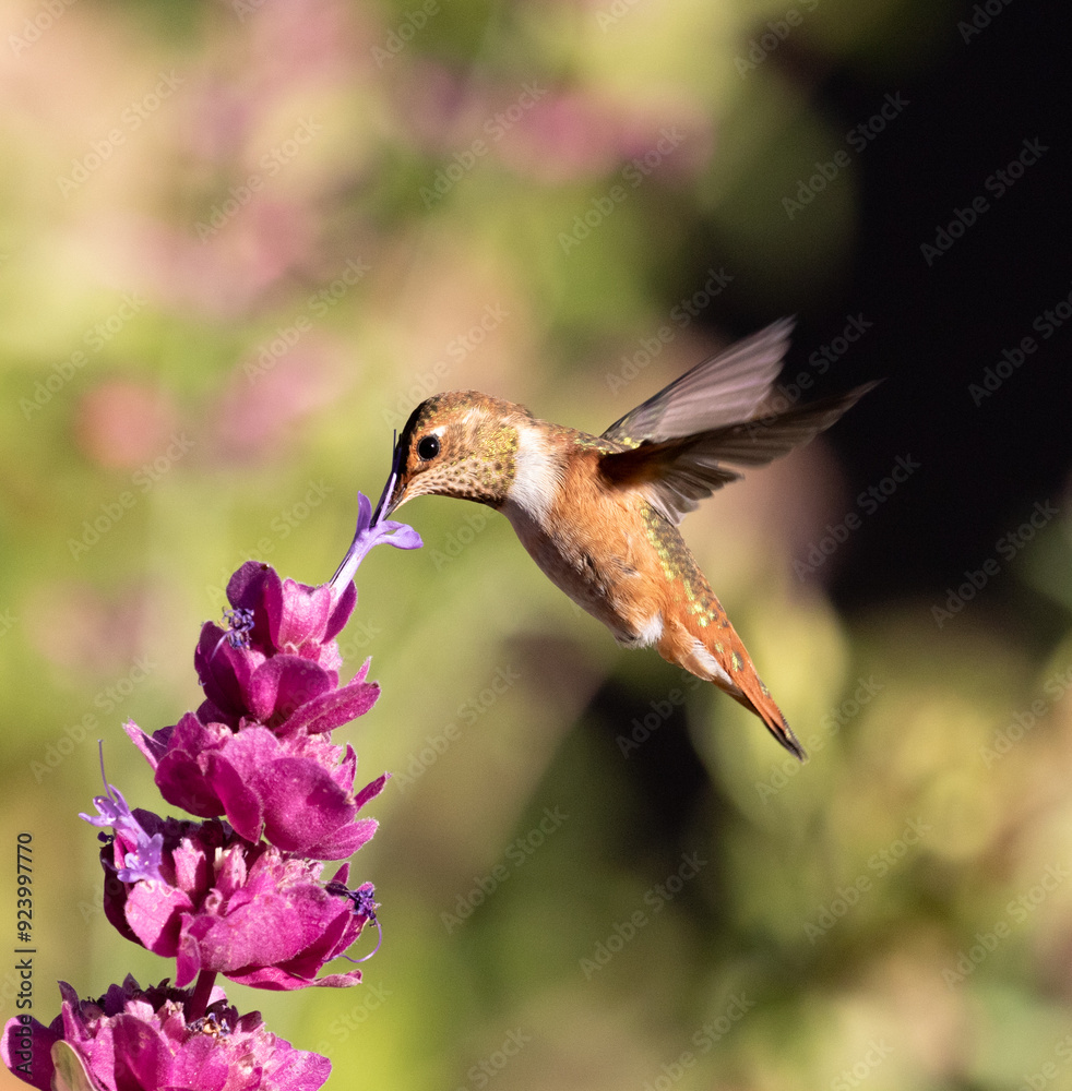 hummingbird and flower