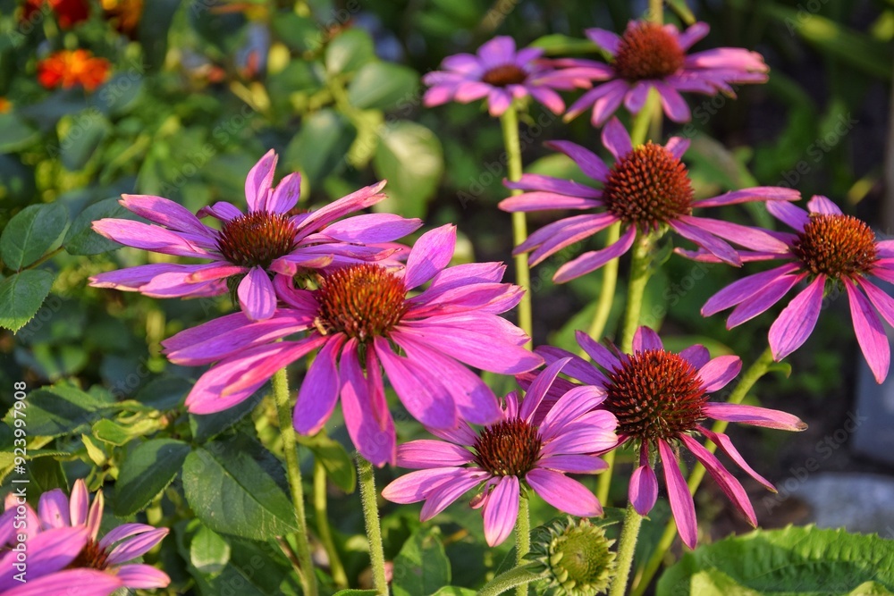 Obraz premium Echinacea purpurea in the garden. It has an immunostimulating and anti-inflammatory effect.