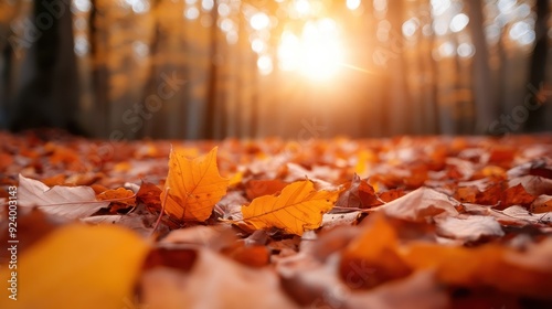 A captivating view of sunlit autumn leaves on the forest floor, bathed in morning light, highlighting the rich, warm colors and peaceful ambiance of the season. photo