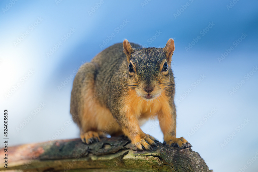 The fox squirrel (Sciurus niger), also known as the eastern fox squirrel or Bryant's fox squirrel. The fox squirrel (Sciurus niger), also known as the eastern fox squirrel or Bryant's fox squirrel.