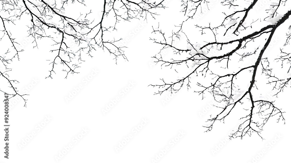 Fototapeta premium tree branches with snow transparent background